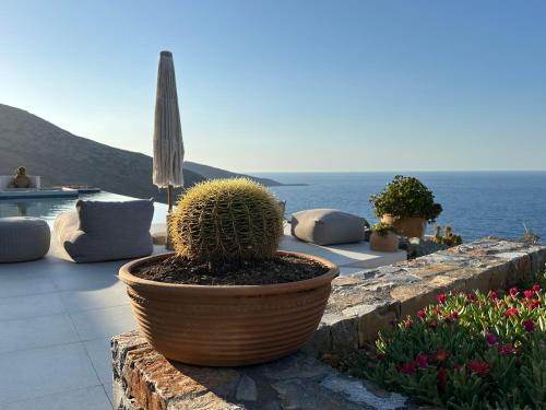 a cactus in a pot sitting on a stone wall at Maison Meltem in Agia Pelagia