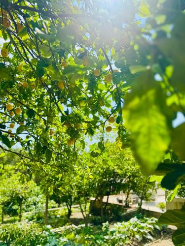 a tree with green leaves in a garden at Casa limone Anna e Clemente Cilento in Sapri