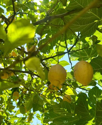 a bunch of green fruit hanging from a tree at Casa limone Anna e Clemente Cilento in Sapri