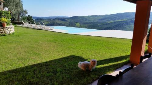 a small dog walking on the grass near a pool at Villa Greco in Rossano