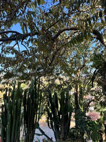 a group of cactuses under a tree with a cactus at Casa de Luz - Lar na Serra - Duplo ou Triplo in Miguel Pereira