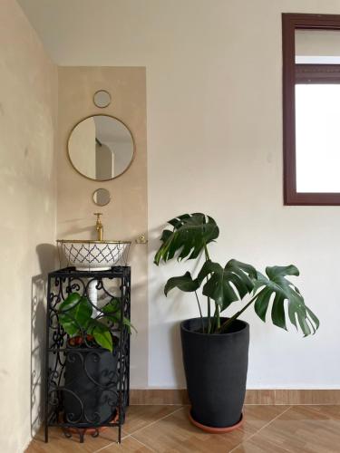 a potted plant in a room with a mirror at Syrah Home in Tangier