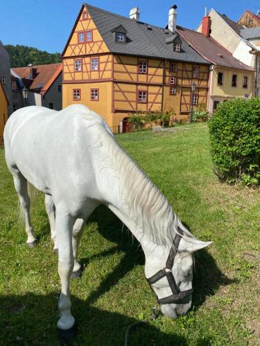 Apartments Loket No 59 se zahradou