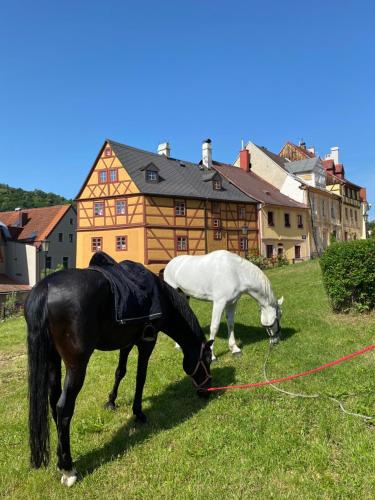 two horses grazing in the grass in a field at Apartments Loket No 59 se zahradou in Loket