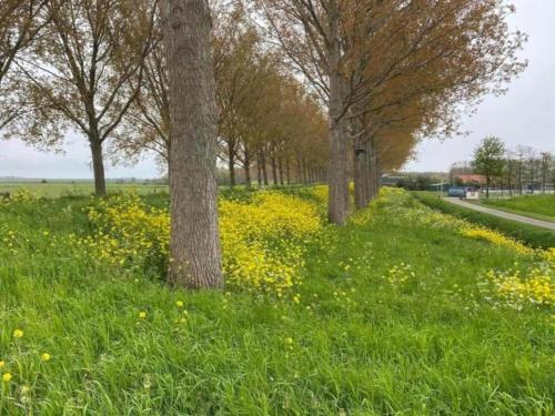 a field of grass with trees and yellow flowers at Bungalow in South Holland by the Water in Simonshaven