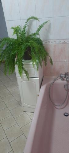 a green plant sitting on top of a bath tub at Maison village de Bigorre in Ossun