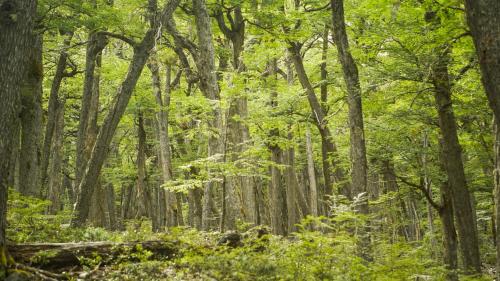 a forest filled with trees with green leaves at Monte del Tigre Adventure Lodge in Cholila