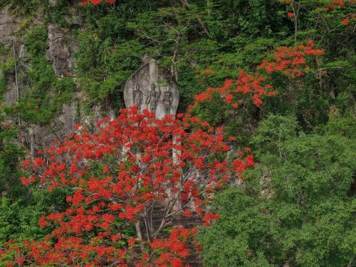 a bunch of red flowers in front of a rock at Phnom Sampov Homestay ផ្ទះលំហែភ្នំសំពៅ in Phumĭ Kdaông Khang Tbong
