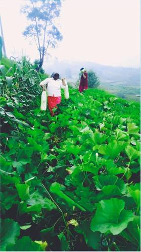 two people walking through a field of green plants at Orange Valley Farm Resort in Munnar