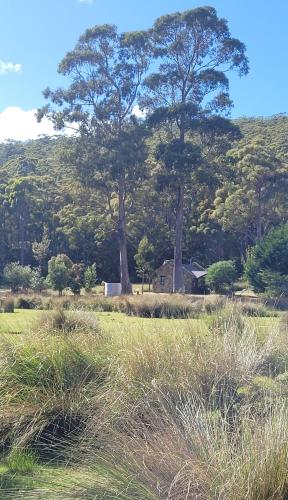 a house in a field with two large trees at Adventure Bay Retreat Bruny Island in Adventure Bay