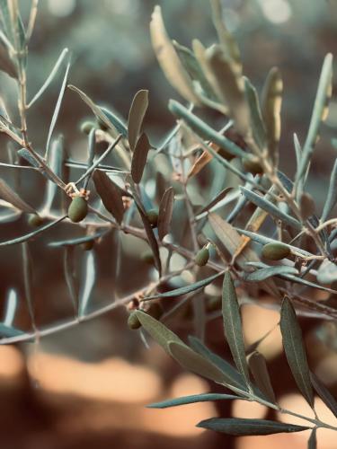 a close up of a tree branch with green leaves at L Ostau de la Treille in Limans