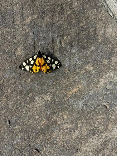 a butterfly sitting on the ground on the street at Old Byurakan Cottage in Byurakan