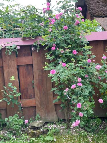 a bush of pink roses growing on a wooden fence at Pidkova in Verkhovyna