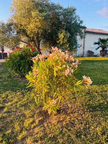 Une brousse avec des fleurs roses dans une cour dans l'établissement Luxury home private duras, à Duras