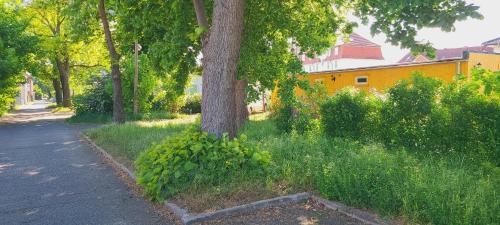 a tree in the grass next to a street at Ferienwohnung Viona in Neustrelitz