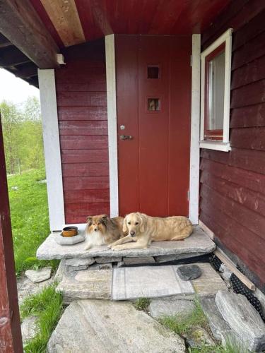 two dogs laying on the porch of a house at Gamlestova in Viksdalen