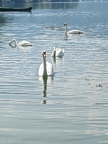Gallery image of Kuća-Zvorničko jezero in Mali Zvornik