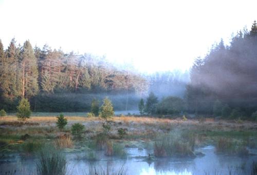 a field with water and trees in the background at Wellness und Wander Oase Burgwald 
