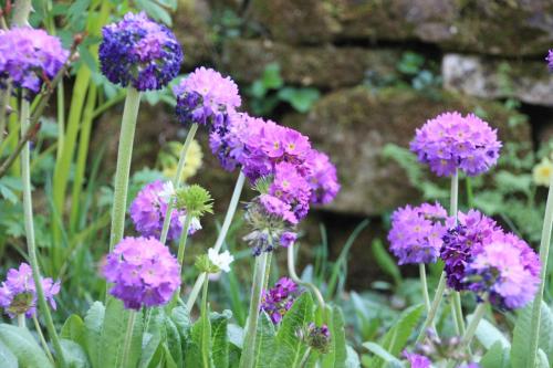 a bunch of purple flowers in a garden at Wohlfühloase Für Natur Und Gartenliebhaber in Walkenried
