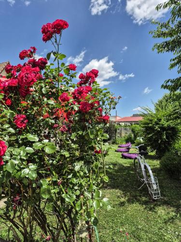 a bush of red roses in a garden at Pensiunea Vila Silva I in Haţeg