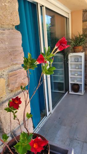 une plante dans un pot devant une porte dans l'établissement Suite and garden BLUE EDEN, plages de Saint-Raphaël Côte d Azur, à Saint-Raphaël