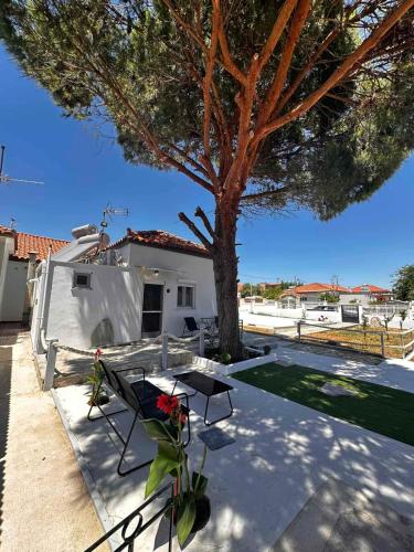Limnos Twin Pine