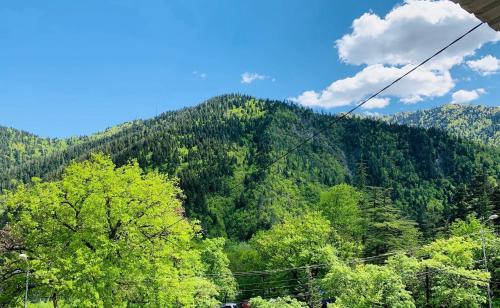 a view of a mountain with trees in the foreground at OR-Ni in Borjomi