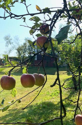 Foto Maria's Orchard Cottage - Nature Retreat in Slovenia 3
