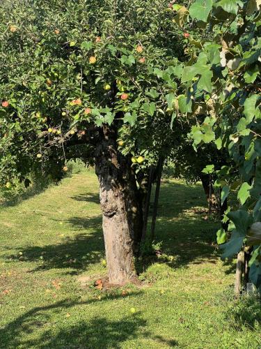 Foto Maria's Orchard Cottage - Nature Retreat in Slovenia 2