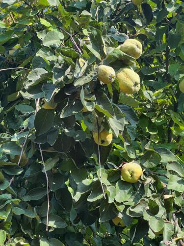 Foto Maria's Orchard Cottage - Nature Retreat in Slovenia 5