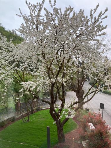 a tree with white flowers on it in a yard at BiancoGelso b&b Vegan in Gardone Riviera