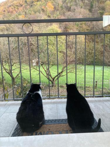 two cats sitting on a window sill looking at a view at BiancoGelso b&b Vegan in Gardone Riviera