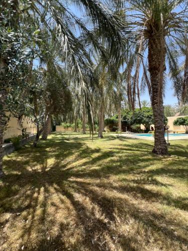 a group of palm trees in a park at Dar dguech in Degache