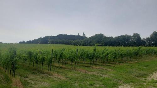 a row of green vines in a field at Apartamenty Kraków-Bielany in Kraków