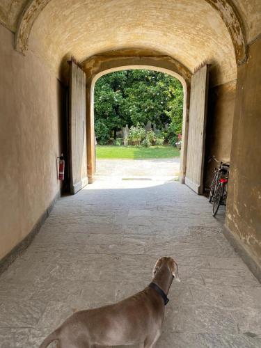 a brown dog standing in an archway at Piacenza centro in Piacenza