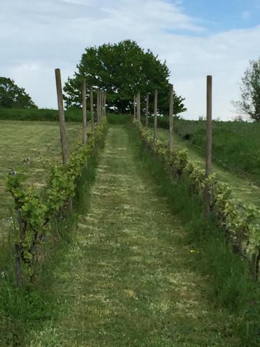 a fence in a field with vines at Gîtes Oasis du Lot in Payrac
