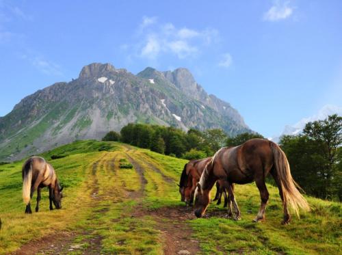 four horses grazing on a grassy hill with a mountain in the background at Mountain House Komovi in Kravlja
