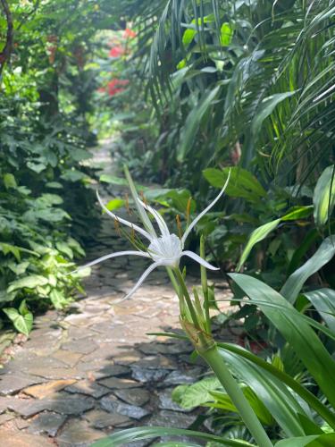 a plant in the middle of a path at Nhà Lúa Homestay in Ninh Binh