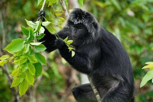 a chimpanzee eating leaves from a tree at Stay Together in Tetebatu