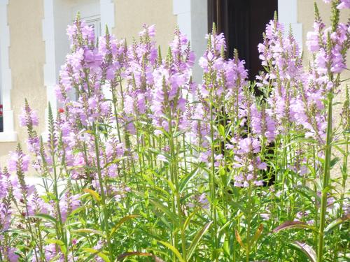 a bunch of purple flowers in front of a building at Le CLOS D'ETRETAT in Les Loges