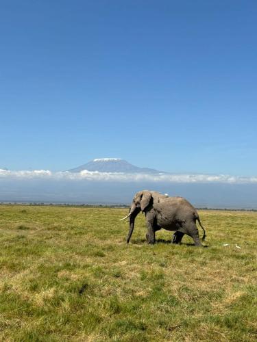 ホームステイの敷地内または近くにいる動物
