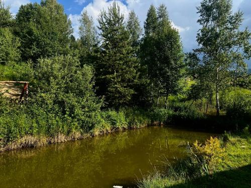 a river with trees on the side of it at Подих Карпат in Slavske