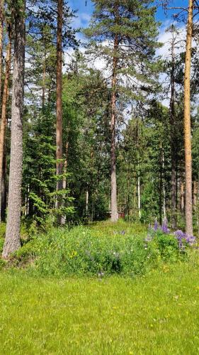 a field of green grass with trees and purple flowers at Lövnäs Sommarhus in Sörsjön