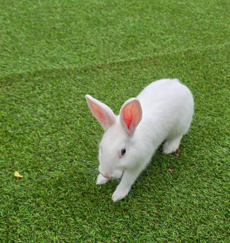 a white rabbit with pink ears standing in the grass at AmurResidence 64 Sauna Parking Barbeque in Iaşi