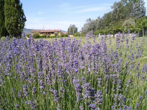 a field of purple flowers in a field at il Chiassetto Agriturismo No Kids in Cascina
