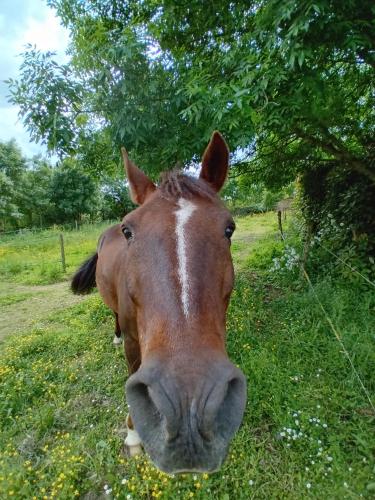 a brown horse standing in a field of grass at Au Bonheur du Puy in Moutiers-sur-le-Lay