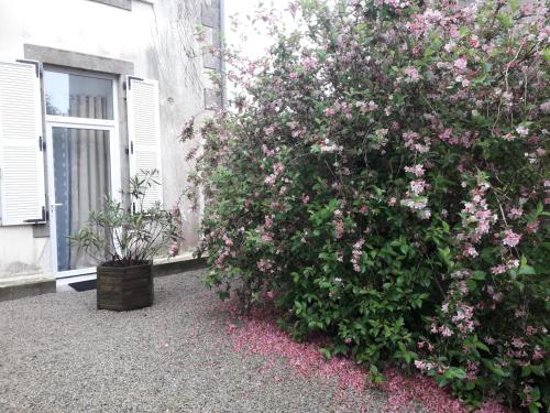 Un gran arbusto con flores rosas en el costado de un edificio. en COSY CHIC - STAYHOME - Appart 2, en Quimper