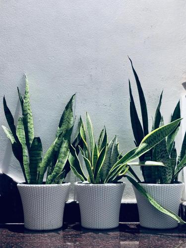 three plants in white pots sitting next to a wall at Hermanos Hideaway in Varkala