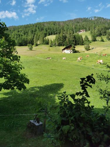 a herd of cows grazing in a green field at Hotel Sonnblick in Kartitsch