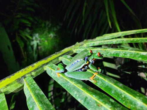 a green frog sitting on a green leaf at Chalets Silencio del Bosque in Fortuna